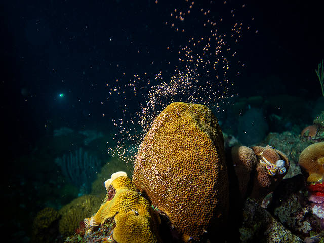 coral spawning, Caribbean (Paul Selvaggio)