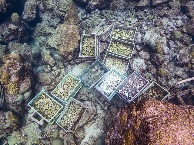 Coral substrates are conditioned before use, Paul Selvaggio