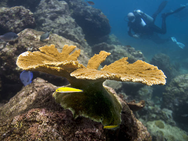 Raised elkhorn coral on the reef, 5 years and an adult (Paul Selvaggio)