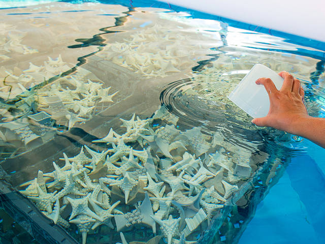 Adding coral embryos to a CRIB with settlement substrates (Paul Selvaggio)