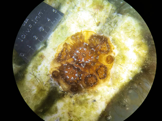 Baby coral on settlement substrate, 8 month Orbicella annularis, Sandra Mendoza Quiroz