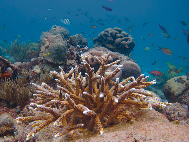 Staghorn Coral Cluster Outplanted at Cane Bay, St. Croix (Kemit-Amon Lewis)