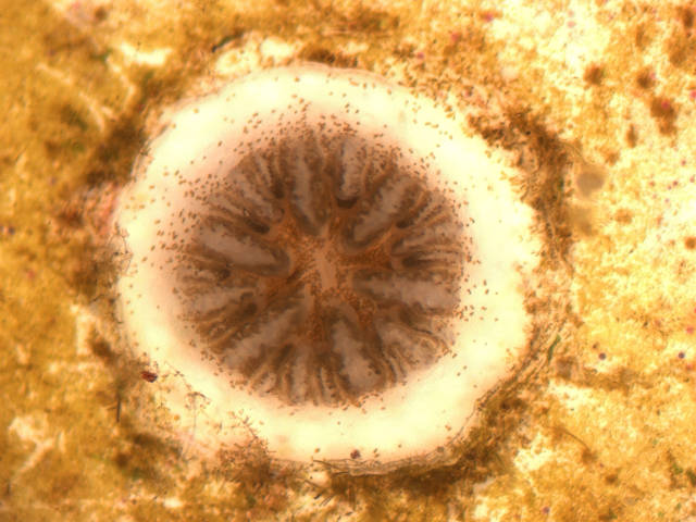 Primary polyp of Agaricia humilis (Dirk Petersen)