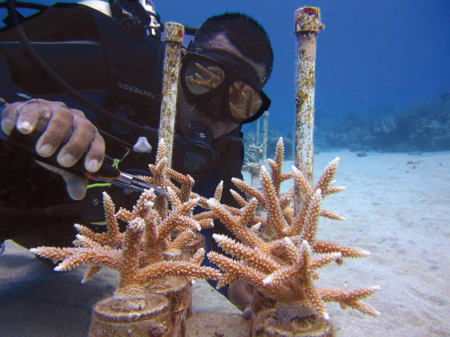 Kemit-Amon Lewis fragmenting corals in Cane Bay nursery (Lisa Terry)