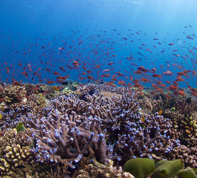 Eastpoint reef curacao (Paul Selvaggio)