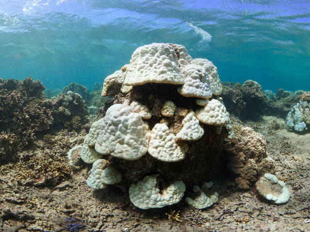 Bleached reef patch in Okinawa, Japan. (The Ocean Agency/XL Catlin Seaview Survey)