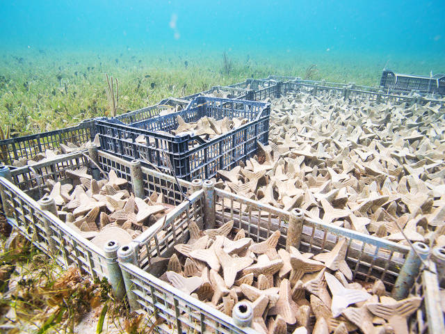 Conditioning of coral settlement substrates in Mexico (Paul Selvaggio)