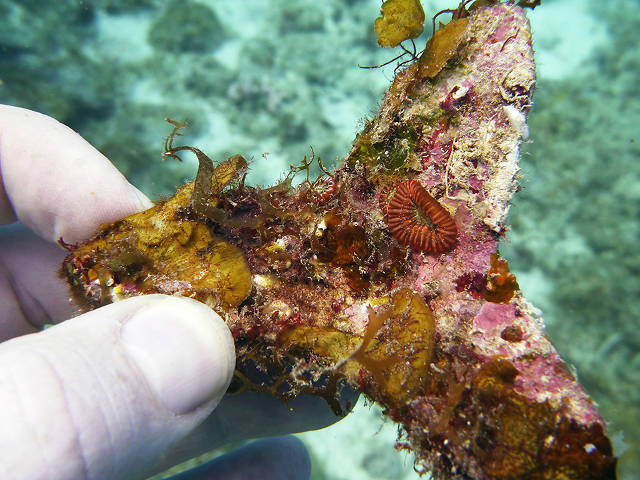Coral growing on settlement substrate, both are a Seeding Unit (SECORE)