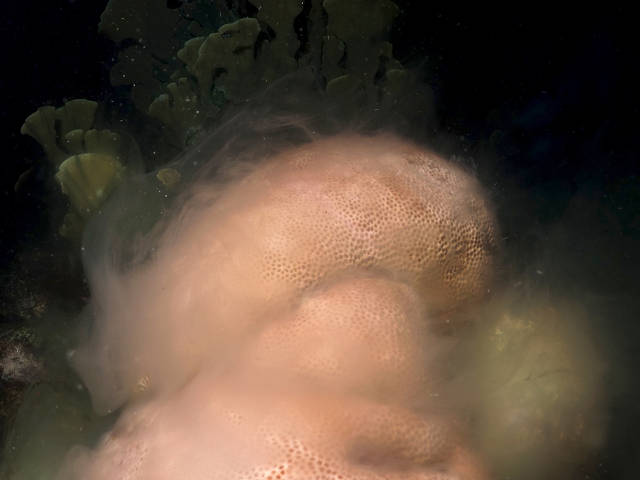 Coral releasing sperm (Ben Mueller)