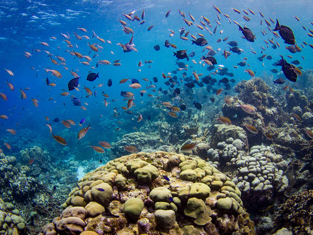 Caribbean reef - not pristine, but healthy (Tom Moore)