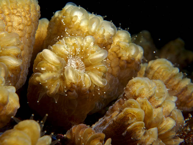 Spawning coral close-up (Ben Müller)