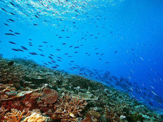 Coral reef Solomon Islands (Charles Delbeek)