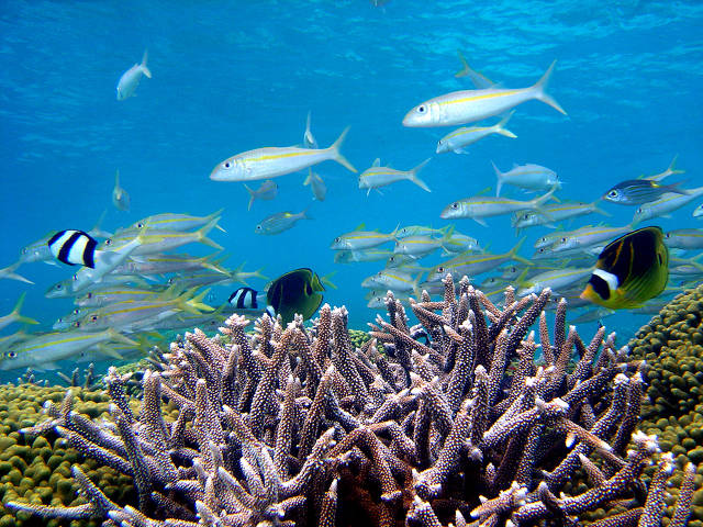 Coral reef Guam (Dave Burdick)
