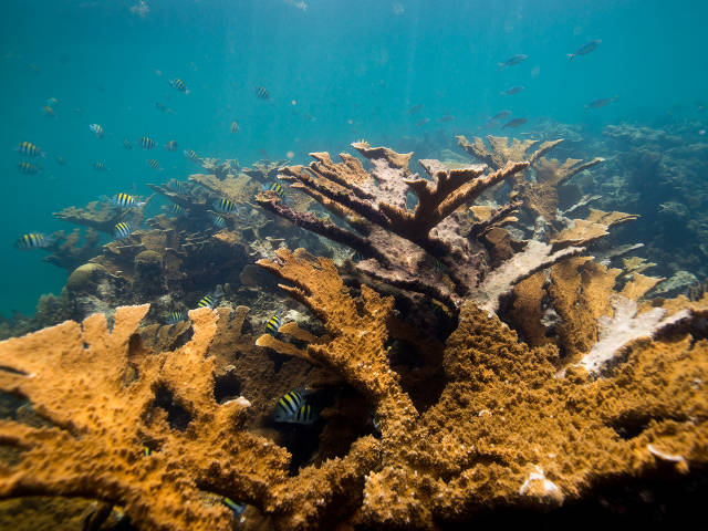 elkhorn corals (Paul Selvaggio)