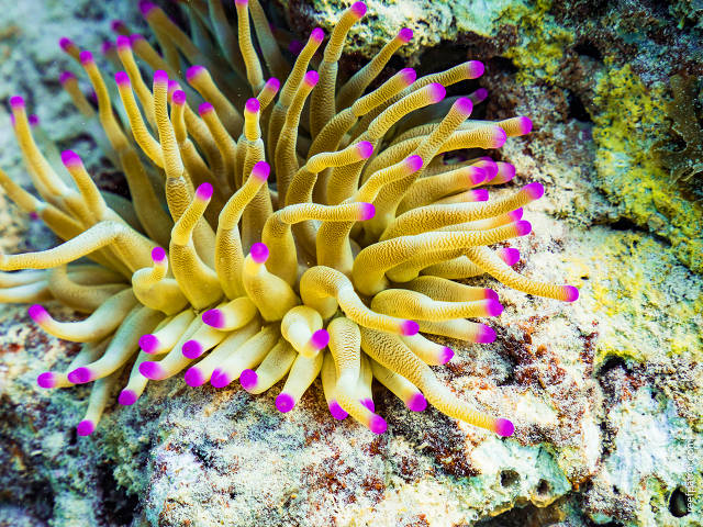 Anemone, Curacao (Reef Patrol)