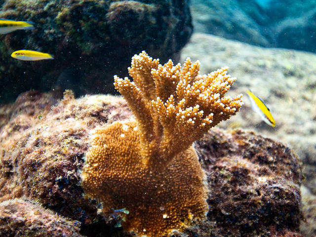 young, raised elkhorn coral, Curacao (Paul Selvaggio)