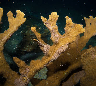 Elkhorn coral spawning (Paul Selvaggio)