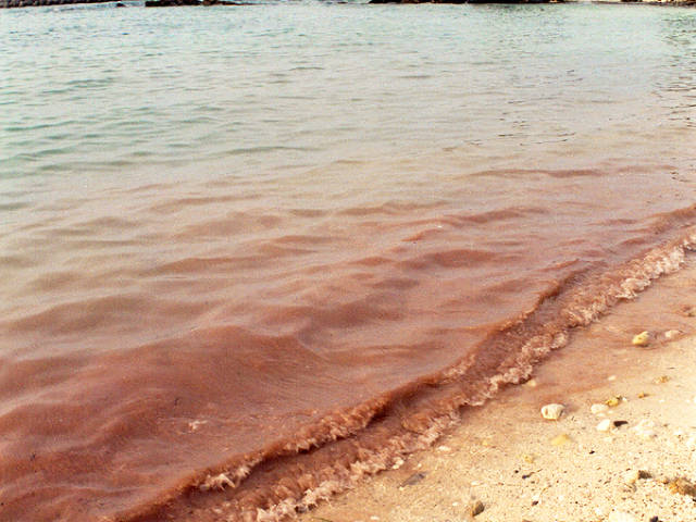 Red slick of coral germ cells at the shore line (SECORE)