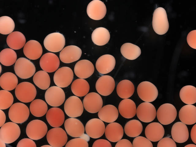 Newly fertlized coral embryos (Jamie Craggs)