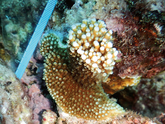 Outplanted, raised baby coral, SECORE International