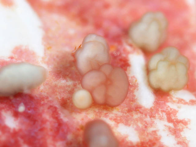 Larvae of Acropora surculosa in metamorphosis (Jamie Craggs)