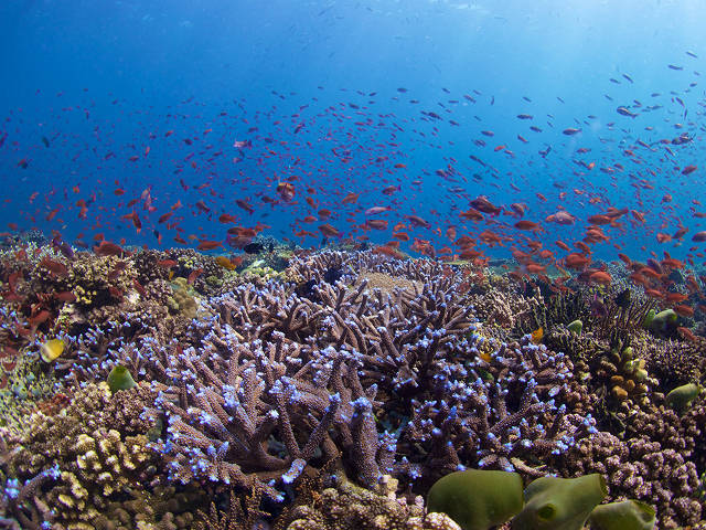 A reef bursting with life - Coral Triangle (Bart Shepherd)