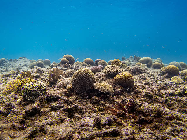 Degraded reef (Paul Selvaggio)