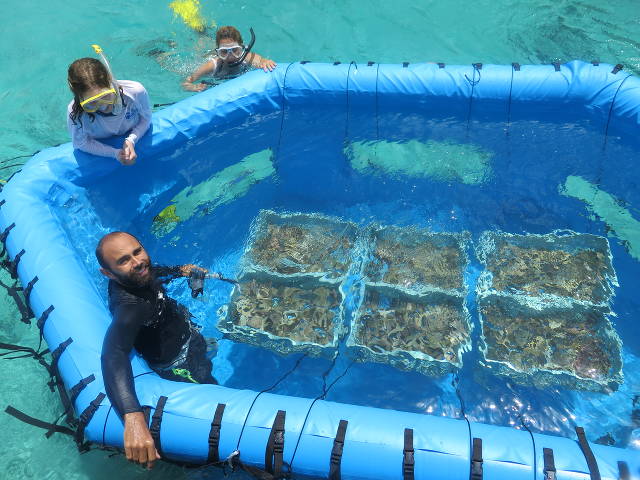 Testing the next generation of Coral Rearing In-Situ Basin (CRIB), with Aric Bickel, SECORE's operations manager (Valeria Pizarr