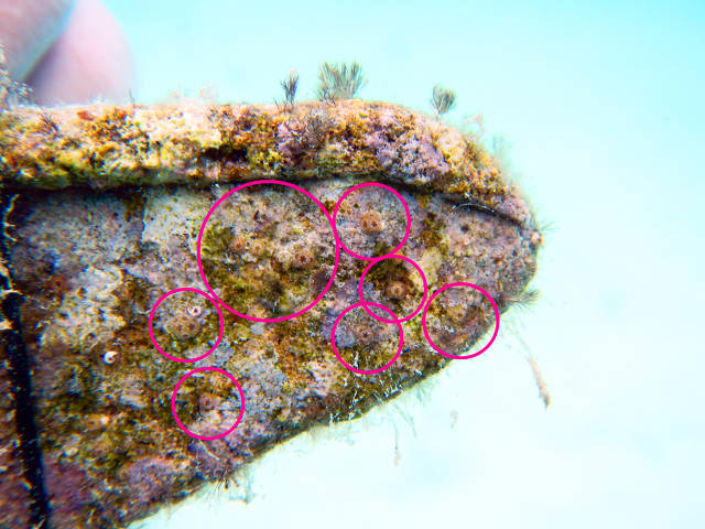 Tiny coral colonies on settlement substrate (Andrea Pierce)