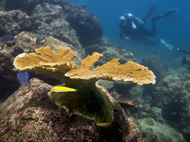 raised and now adult elkhorn coral on the reef (Paul Selvaggio)