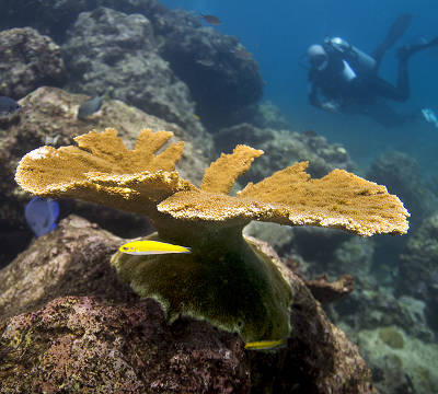 Mike Brittsan pointing at outplanted elkhorn coral (Dirk Petersen)