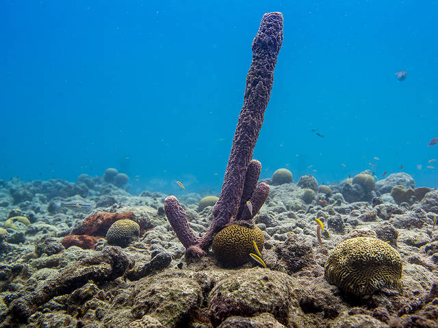 'Last coral standing', but a spoonge is already overgrowing it (Paul Selvaggio)