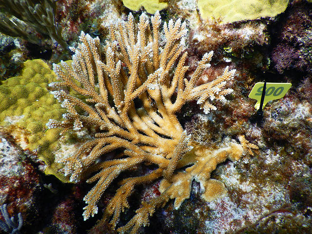 Hybrid A.prolifera, Abaco reef, Margaret Miller