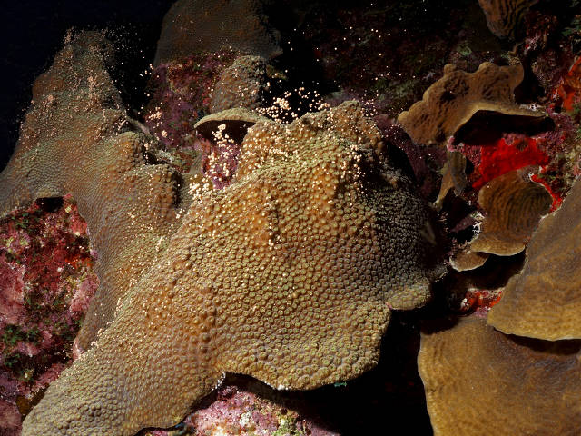 Spawning coral (Ben Mueller)