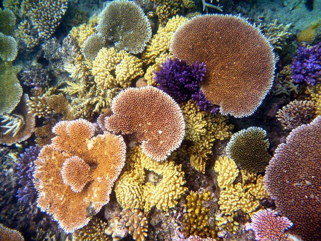 Corals Great Barrier Reef (SECORE)