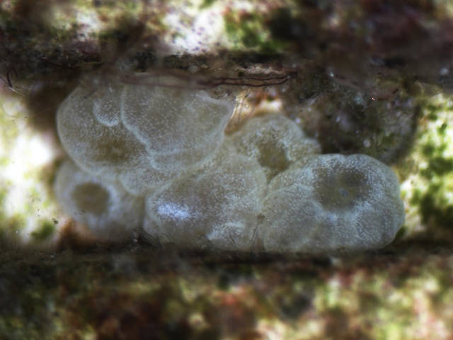 larvae of Favia fragum in metamorphosis (Dirk Petersen)
