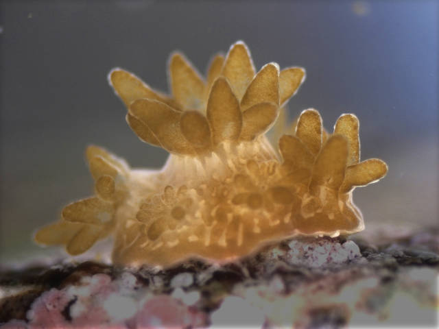 Baby coral of Acropora tenuis (Dirk Petersen)