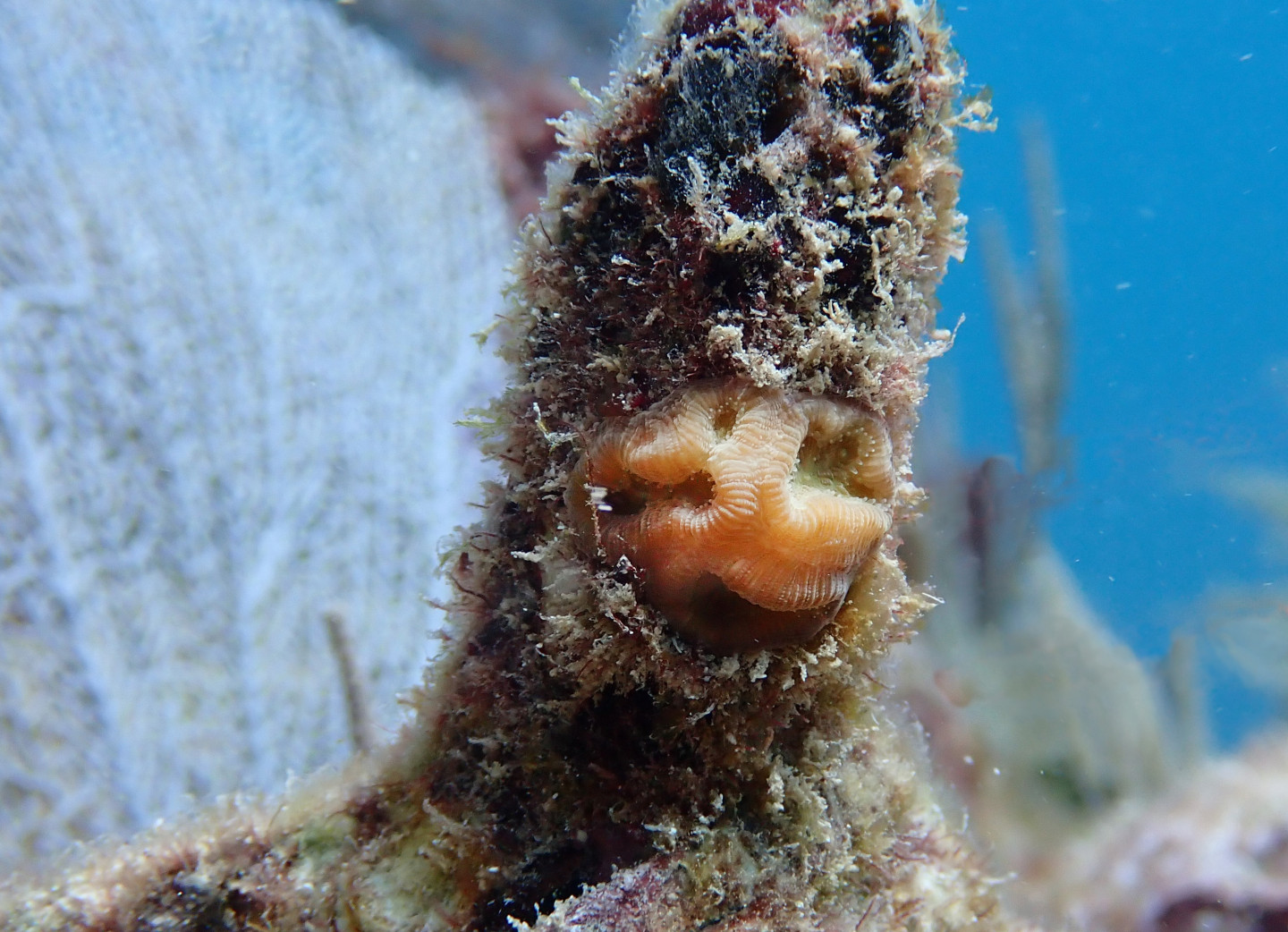 healthy bred coral during Caribbean heatwave 2023 by Rail Tecalco Renteria
