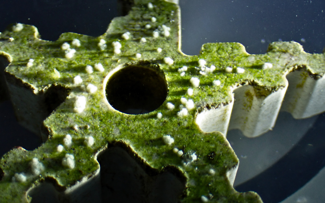 text and image coralbaby.png