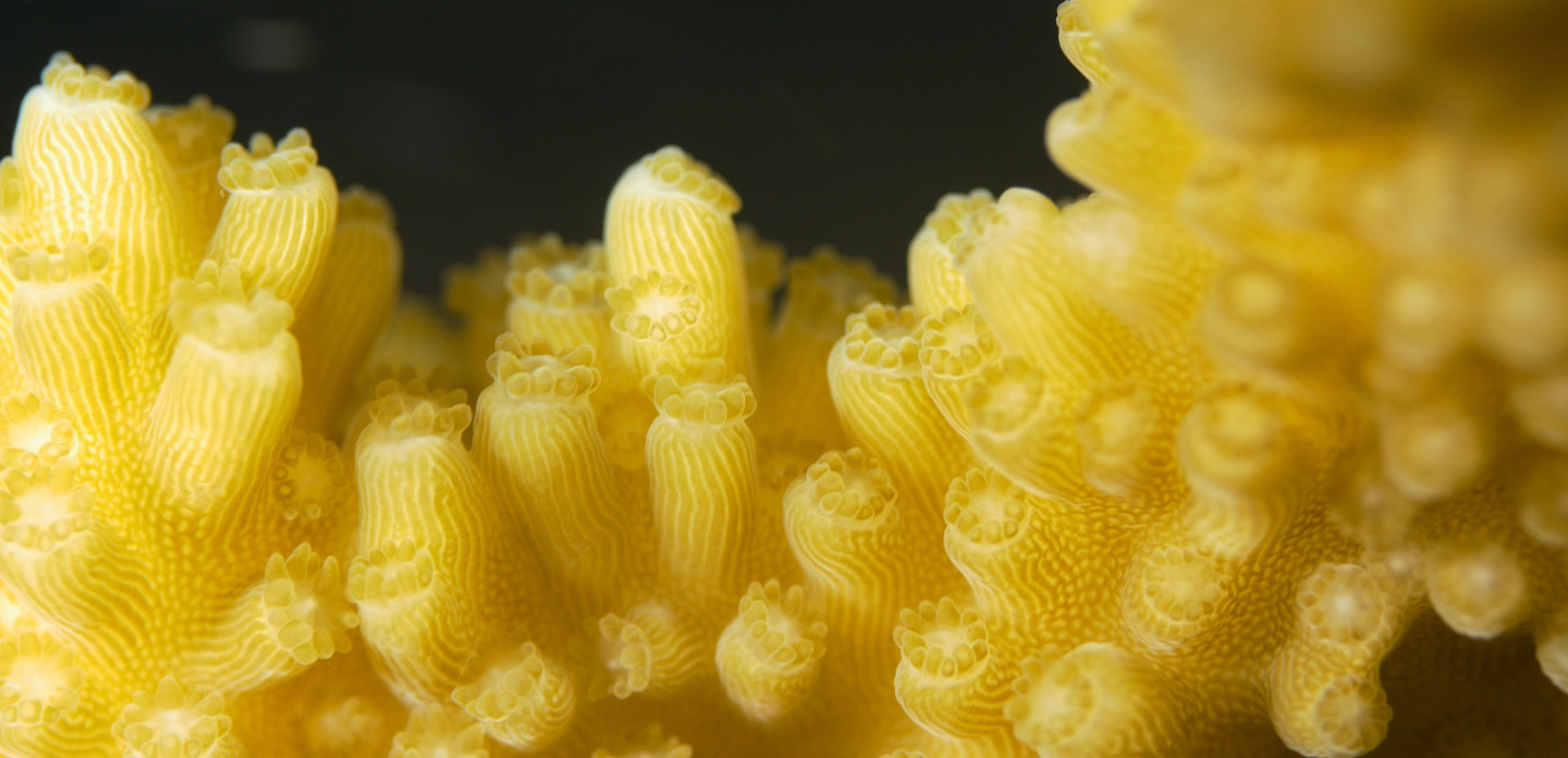 MACRO.00_00_45_17ReefPatrol2.jpg