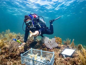 Seeding coral for reef restoration by Paul Selvaggio