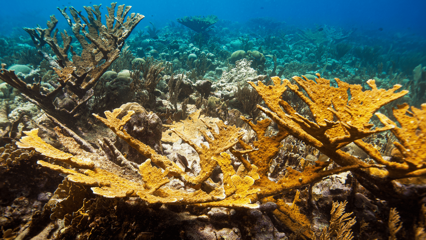 healthy elkhorn reef site, SECORE by Paul Selvaggio.png