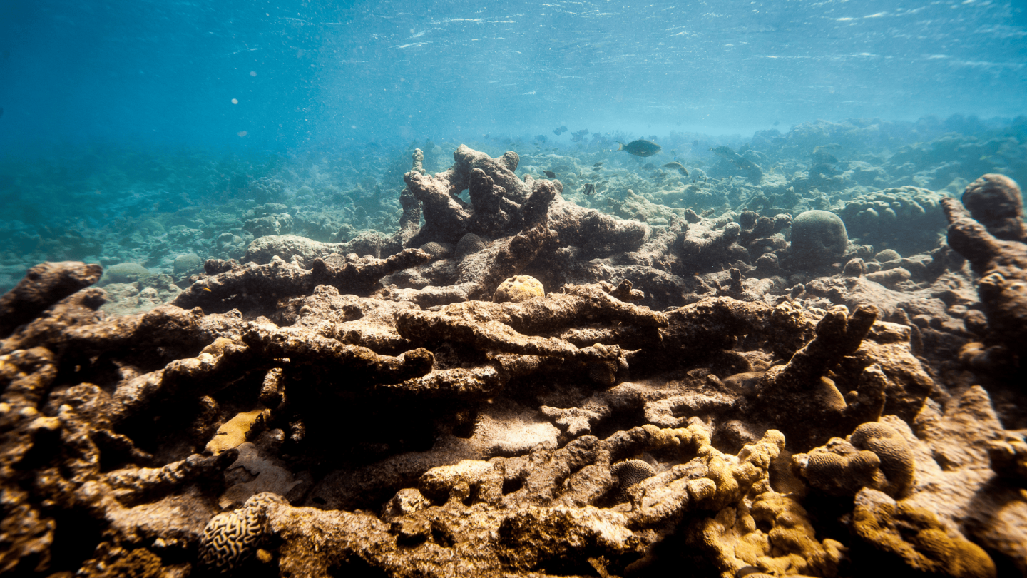 dead reef with the skeletal remains of elkhorn corals, SECORE by Paul Selvaggio.png