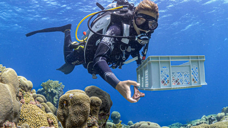 Bringing raised coral babies back to the wild by Reef Patrol.jpg