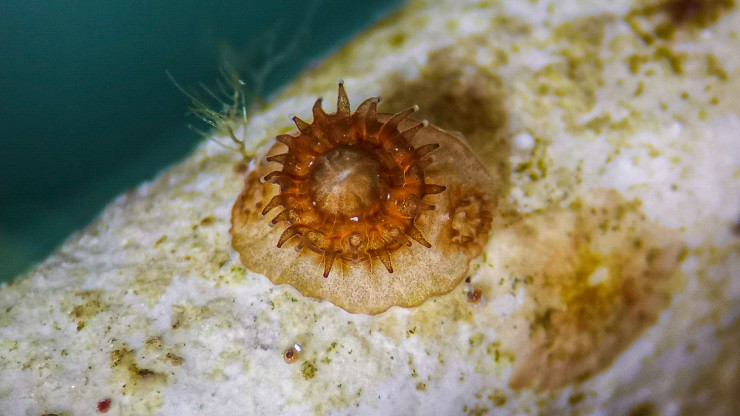 Baby coral on settlement tiles by Sandra Mendoza Quiroz.jpg