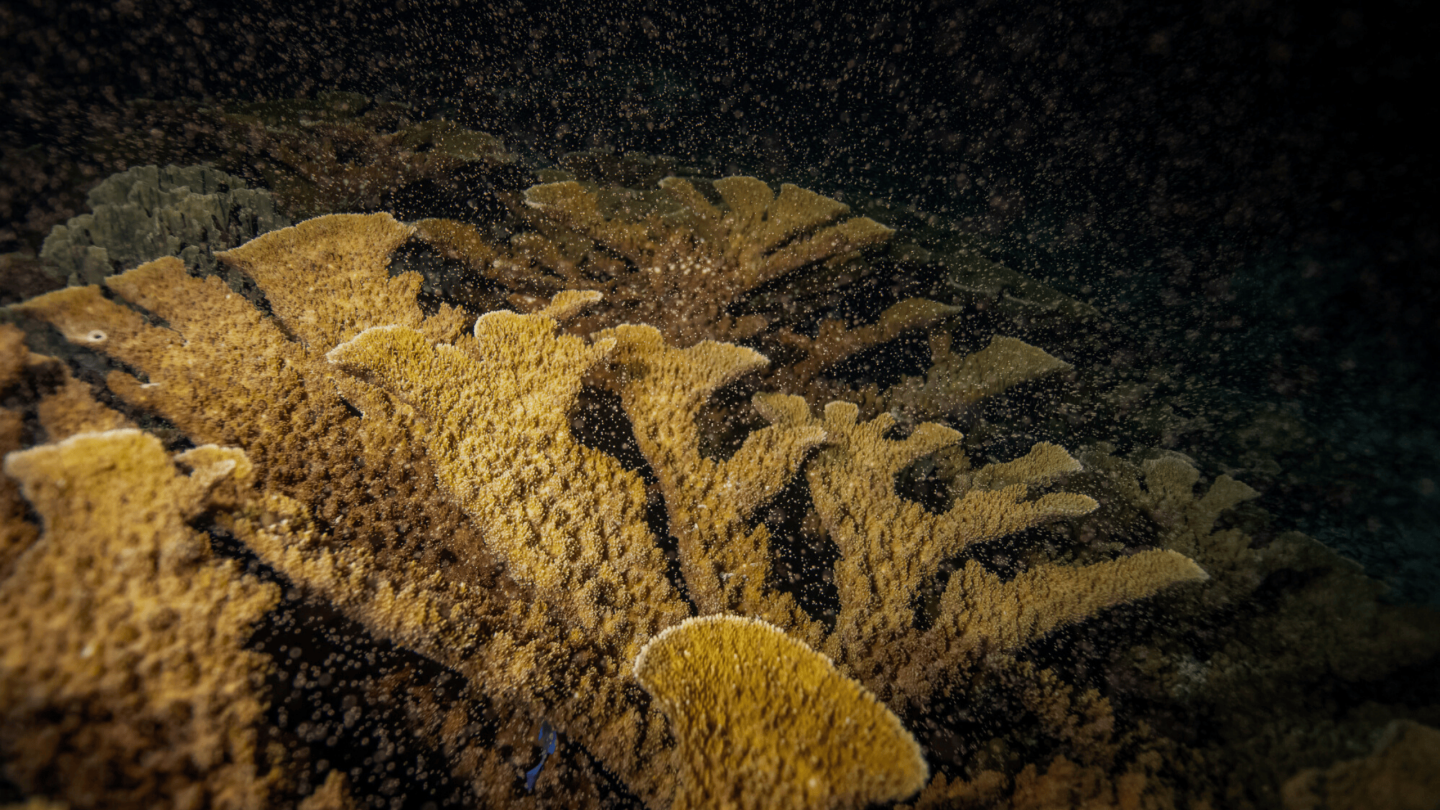 Hero Fullscreen Elkhorn.png